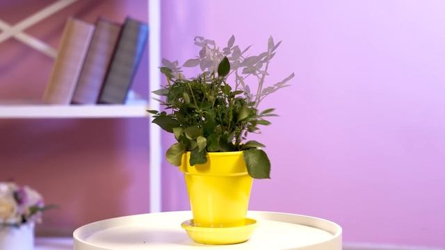 Roses sweet as honey! “Rose propagation from cuttings using DIY methods” смотреть онлайн