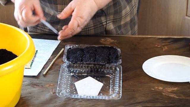 Посадка Монарды | Бергамот лимонный сорт Мона Лиза | Что посеять в апреле смотреть онлайн