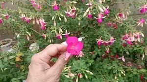Fuchsia Flowers (seventh Heaven)