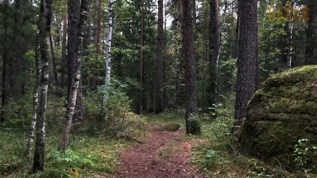 Разъяренный лось сломал все рога, атакуя внедорожник, причиной оказалась месть... смотреть онлайн