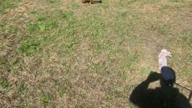 REDBOY JOCKO PUPS WHOLE GANG RUNNING LOOSE PART 2 смотреть онлайн