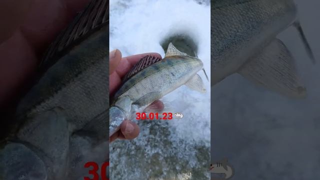 Маленький судак! мелочь нужно отпускать ? смотреть онлайн