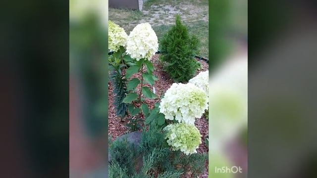 гортензия Полар бир, Полярный медведь смотреть онлайн