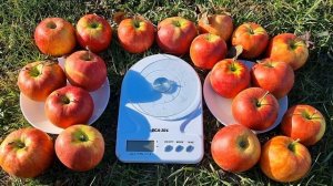 ЯБЛОНЯ ДЖОНАГОРЕД СУПРА / ДЕСЕРТНЫЕ СОРТА ЯБЛОК