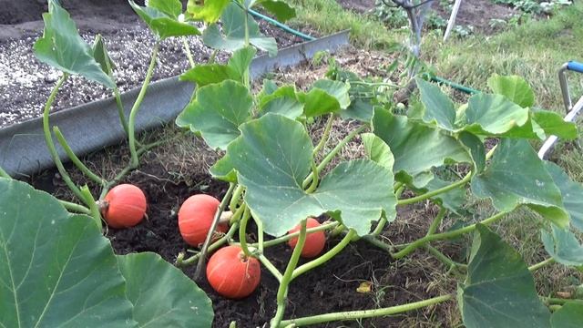 Тыква ЛЕСНОЙ ОРЕХ смотреть онлайн