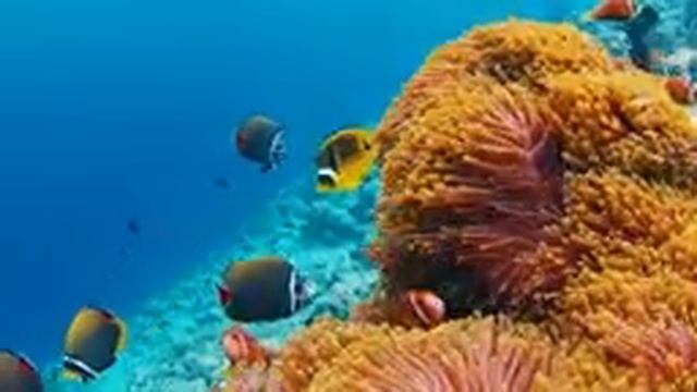 Нежная музыка ?Шум моря, шум моря для сна? успокаивает нервную систему и радует душу #10 смотреть онлайн