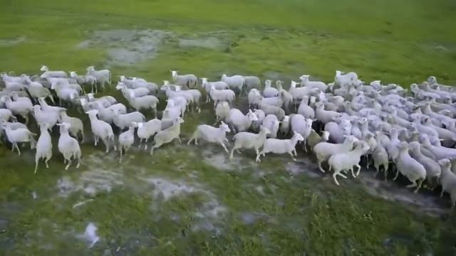 Amazing Russian Farm   Ферма  Катумы  720p Online Video Cutter Com 1