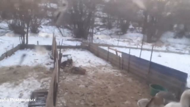 Утепление курятника сеном и опилками.