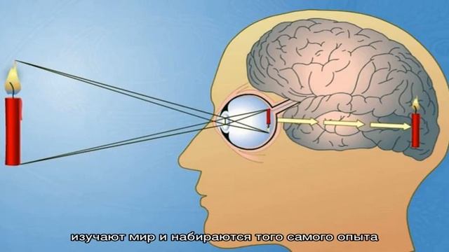 Сколько основных органов чувств у человека и каковы их основные функции и значение? Органы чувств .