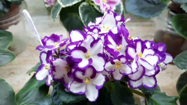 Мучнистый червец на фиалках! Лечение! смотреть онлайн