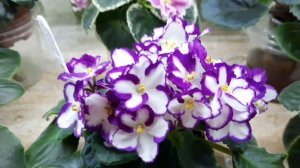 Мучнистый червец на фиалках! Лечение!