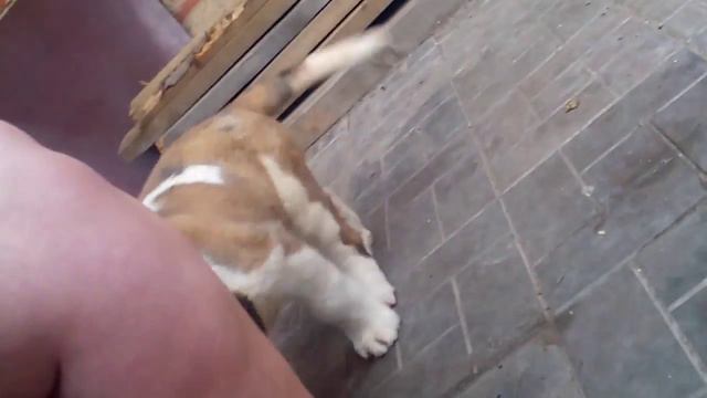 Щенки сенбернара смотреть онлайн