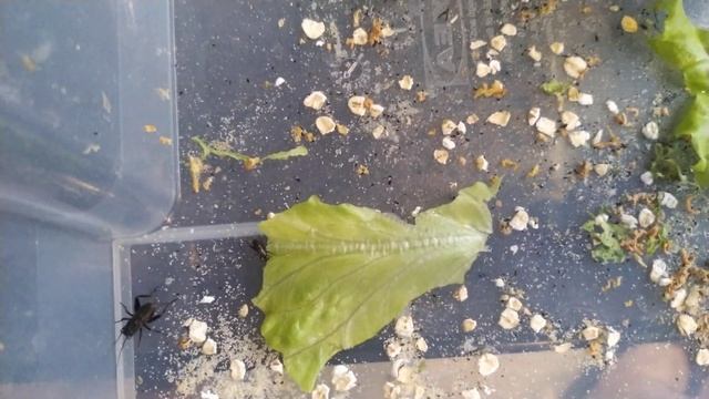 Двупятнистые сверчки уже не пыль черные такие букашки смотреть онлайн