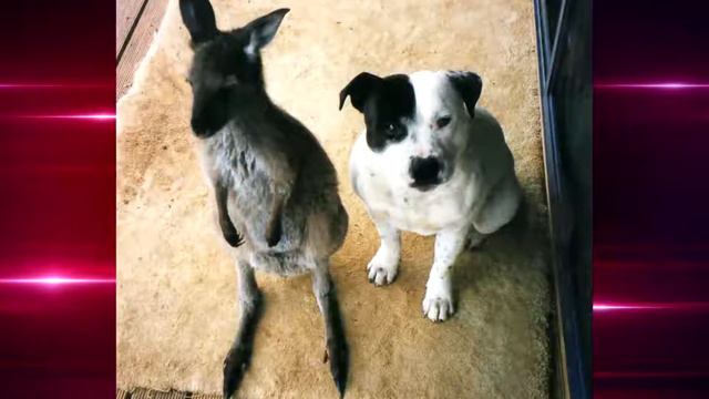 Mini Pig, Kangaroo, Euro, CAO Dogs, Horse, Mini Donkeys living in harmony смотреть онлайн