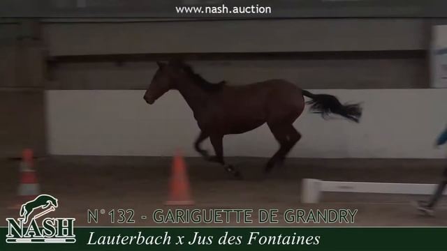 N°132 - GARIGUETTE DE GRANDRY - Ventes Elites NASH 2020 смотреть онлайн