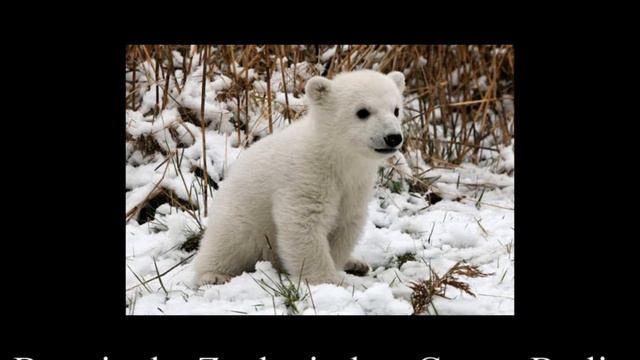 Taylor: Eisbär (The Polar Bear) смотреть онлайн