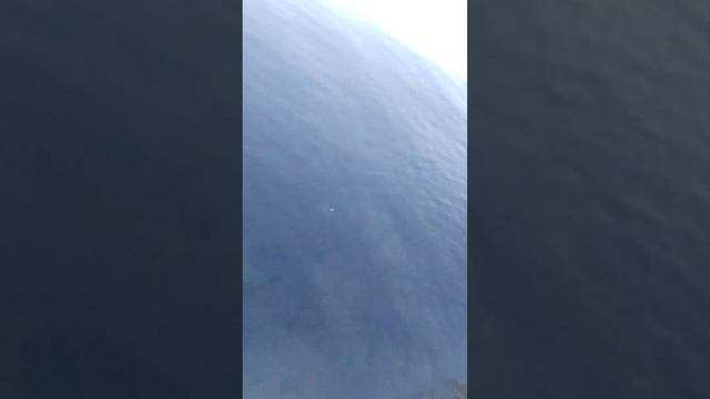 Севастополь. Моржи утром на пляже. Октябрь 2022 года. смотреть онлайн