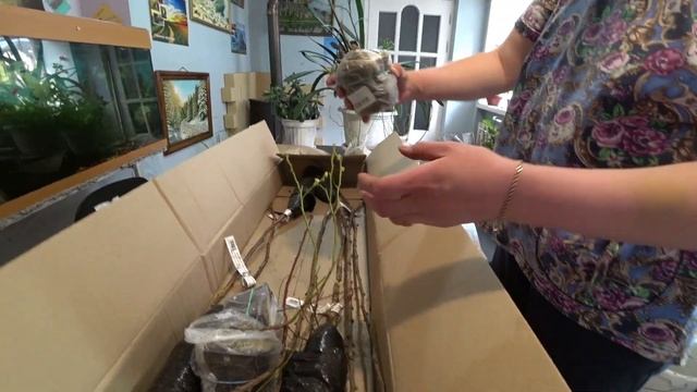 Обзор посылки с голубикой от Русского огорода смотреть онлайн