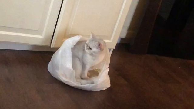 Британская шиншилла и бедный пакет