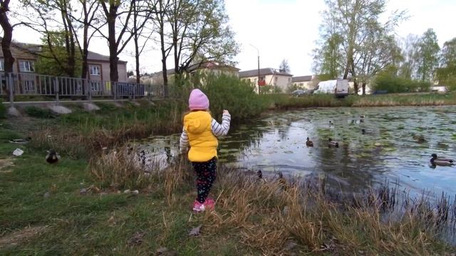 Кормим уточек на местном водоёме смотреть онлайн