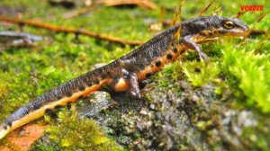 Испанский Тритон Боска Содержание в аквариуме и террариуме Чем кормить и Разведение тритона
