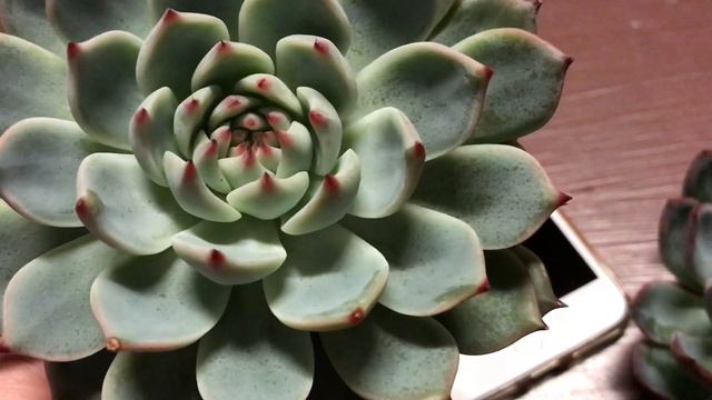 【多肉】新しく仲間入りエケベリア❤️ смотреть онлайн