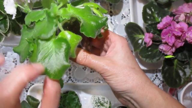 Как поливать фиалки.Преимущества верхнего полива.Делюсь своими наблюдениями и секретами. смотреть онлайн