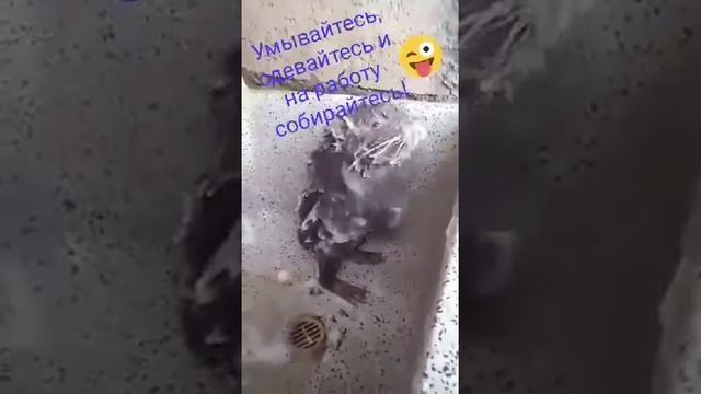 Крыса моется в баньке?? смотреть онлайн