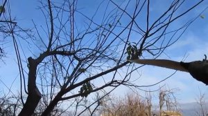 Обрезка старых деревьев. Об обрезке алычи.