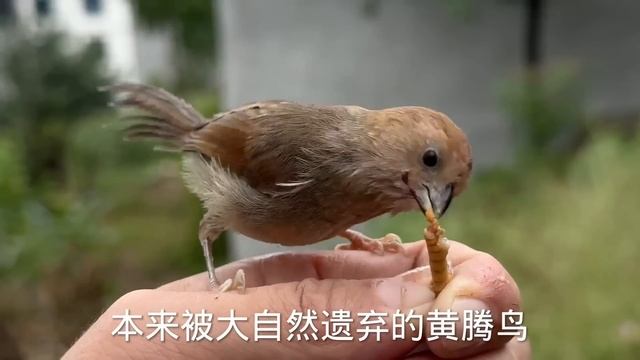 蒙面鳥哥|救助小鳥日記：松鴉41度的天氣中暑，口渴到直喘粗氣，急忙給其餵降溫水果【蒙面鳥哥】