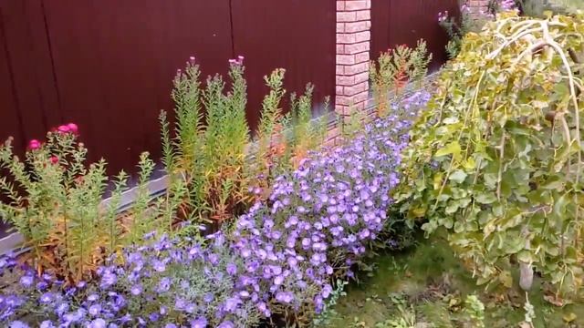 Газон осенью. 2016 # мой сад # шелковица# вейгела смотреть онлайн