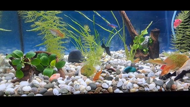 Relaxing Music. Красивая музыка для хорошего сна. Востановление нервной системы смотреть онлайн