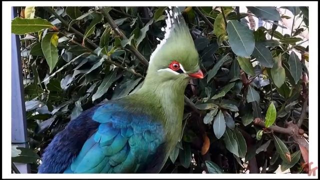 Бананоед Ливингстона (Tauraco livingstonii) смотреть онлайн