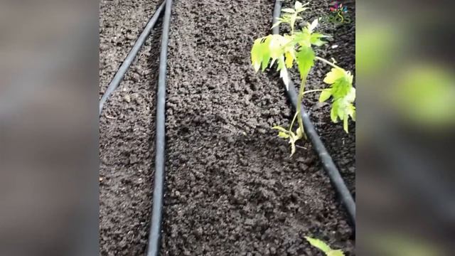 Як доглядати за томатами з розчином ЯРОСу.