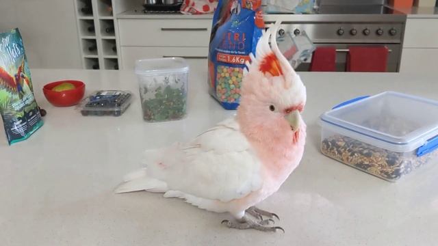 Luna is full of sass, but she’s not getting her way this time! смотреть онлайн