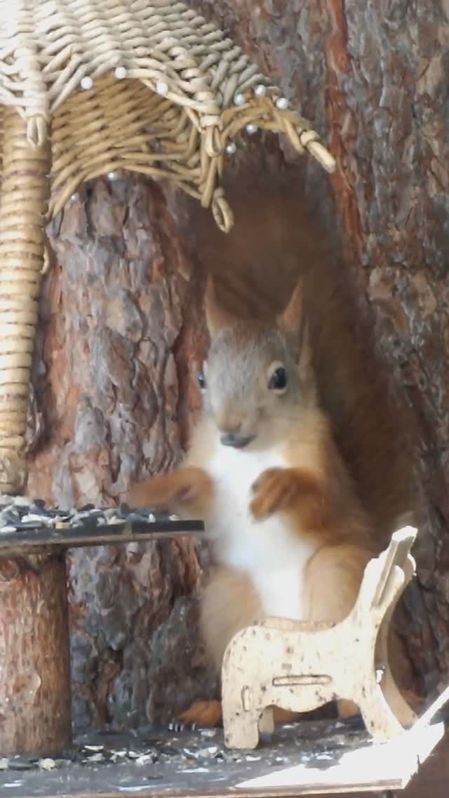 Бельчонок пугливый