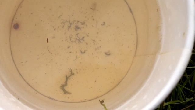 Водяной клещ смотреть онлайн