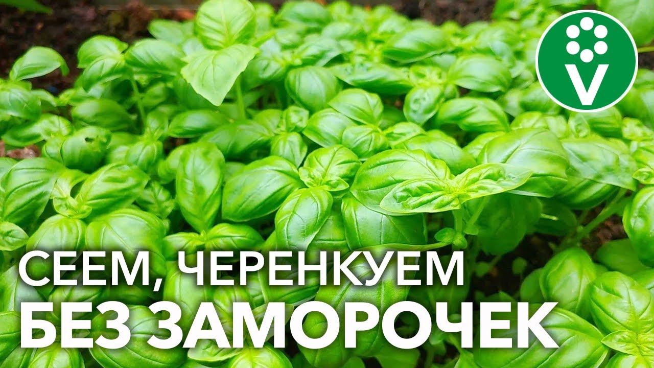 БАЗИЛИК БЕЗ ХЛОПОТ! Три правила ПОСЕВА базилика и простой способ ЧЕРЕНКОВАНИЯ! смотреть онлайн