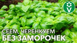 БАЗИЛИК БЕЗ ХЛОПОТ! Три правила ПОСЕВА базилика и простой способ ЧЕРЕНКОВАНИЯ!