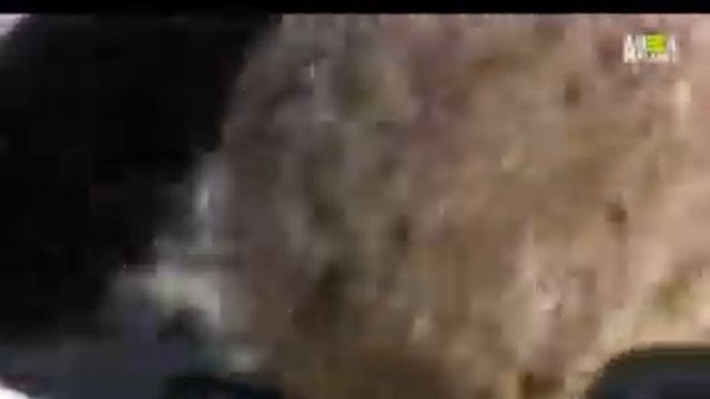 Teste de sinal IPTV Animal Planet HD смотреть онлайн