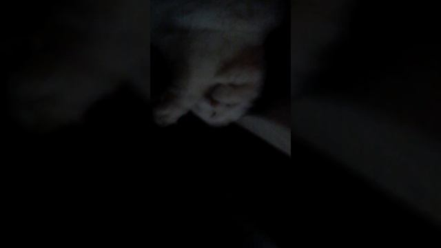 Что делать если кот сломал зарядку смотреть онлайн