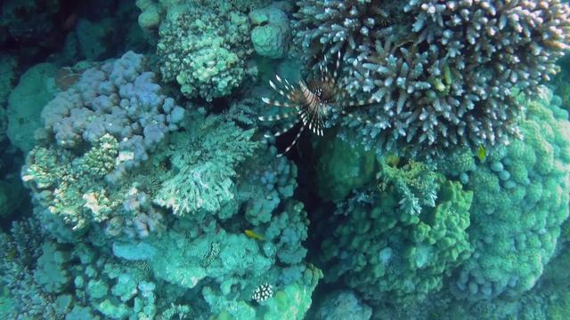 Faraana Heights Resort 4* (Шарм-Эль-Шейх), коралловый риф (август, 2019 г.)