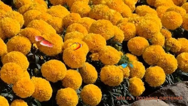 Бархатцы прямостоячая Голд ? прямостоячая бархатцы Голд обзор: как сажать, семена бархатцев Голд смотреть онлайн