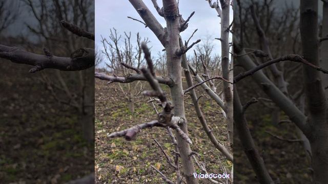 1000071795.mp4 Обрезка сада