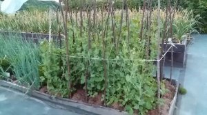 Горох в природном земледелии.