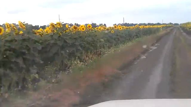 Подсолнухи. сельская дорога. смотреть онлайн