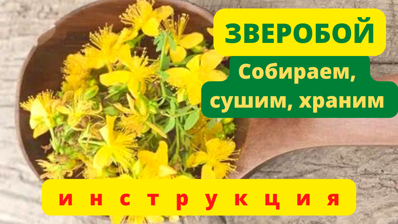 ЗДОРОВЬЕ ОТ ПРИРОДЫ. НАРОДНЫЕ РЕЦЕПТЫ.ФИТОТЕРАПИЯ.