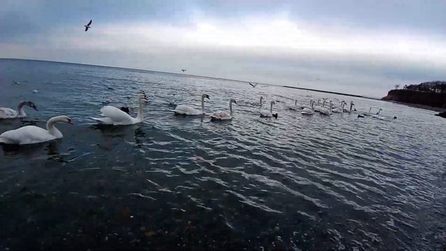 Лебеди в Анапе, Малая бухта 29 января 2024 г. смотреть онлайн