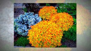 СПИРЕЯ - УКРАШЕНИЕ САДА.