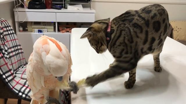 Попугай играет с бенгальским котом смотреть онлайн